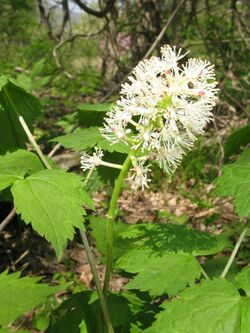 Actaea asiatica 1.JPG