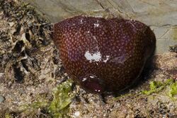 Actinia fragacea (Strawberry Anemone).JPG