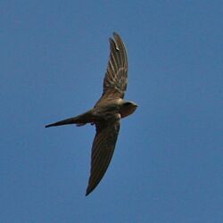 African Palm Swift in flight.jpg