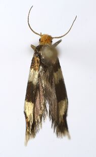 Alloclemensia mesospilella1.jpg