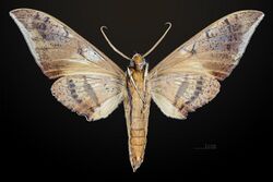 Ambulyx staudingeri MHNT CUT 2010 0 19 Philippines male ventral.jpg