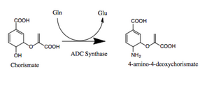 Aminodeoxychorismate synthase.png