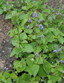 Anisochilus carnosus (Kapurli) in Hyderabad, AP W IMG 0269.jpg