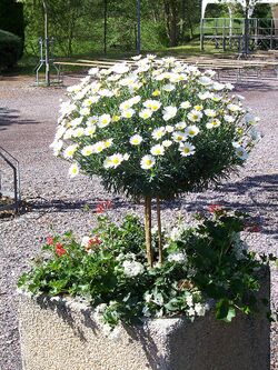 Argyranthemum-frutescens.jpg