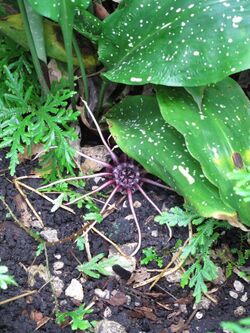 Aspidistra grandiflora 0003.jpg