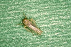 Aster leafhopper.jpg