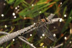 Black Petaltail - Tanypteryx hageni, Butterfly Valley Botanical Area, Quincy, California - 19346116876.jpg