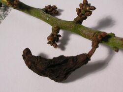 Blackthorn with Taphrina pruni gall.JPG