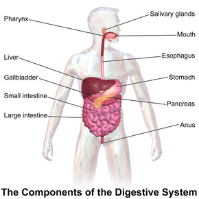 Blausen 0316 DigestiveSystem.png