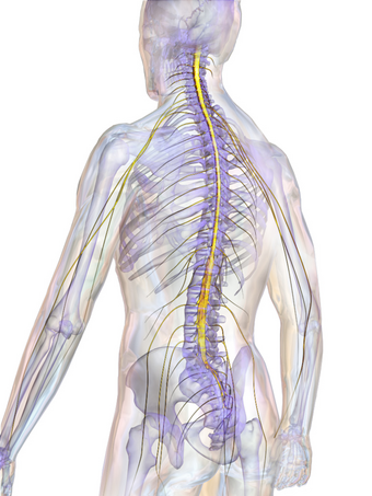 Blausen 0822 SpinalCord.png