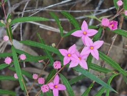 Boronia chartacacea.jpg