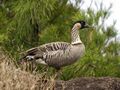 Branta sandvicensis LC399.jpg