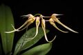 Bulbophyllum macraei (Taiwan) (Lindl.) Rchb.f. in W.G.Walpers, Ann. Bot. Syst. 6- 263 (1861). (37323778075).jpg