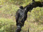 Buteo oreophilus -Ethiopia-8.jpg