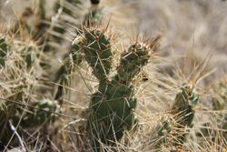 Cactus (11519955525).jpg