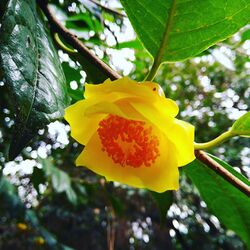 Camelia nitidissima. Pazo de la Saleta. Ruta de la camelia.jpg