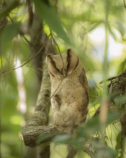 Ceylon bay owl.jpg
