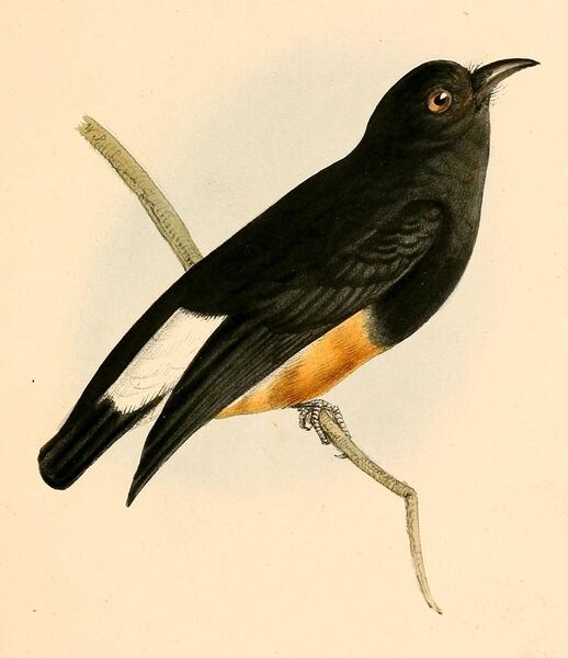 File:Chelidoptera tenebrosa 1841.jpg
