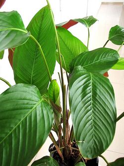Chikwangue leaf wrap - Haumania liebrechtsiana plant.jpg