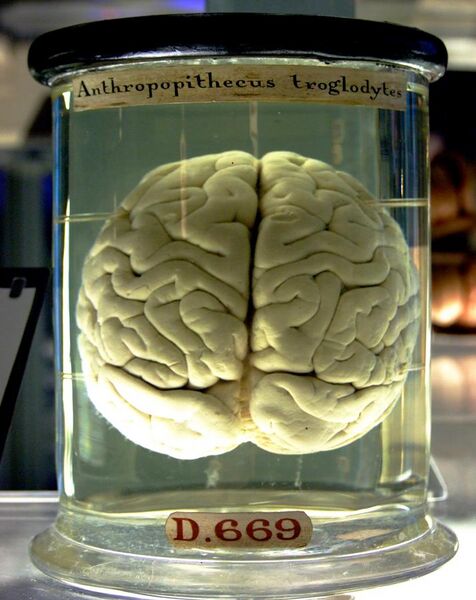 File:Chimp Brain in a jar.jpg