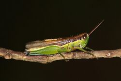 Chinese rice grasshopper (Oxya chinensis).jpg