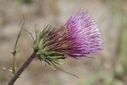 Cirsium andersonii.jpg