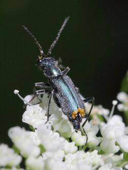 Clanoptilus elegans (Malachiidae) ♂ - soft-winged flower beetles (9536187203).jpg
