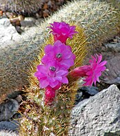 Cleistocactus icosagonus 2.jpg