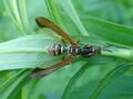 Climaciella brunnea - Wasp Mantidfly.JPG