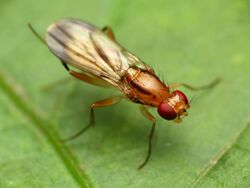 Clusiid Fly - Flickr - treegrow.jpg