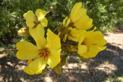 Cochlospermum fraseri flowers.jpg