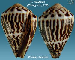 Conus chaldaeus 1.jpg