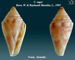 Conus sagei 2.jpg