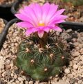 Coryphantha ramillosa.jpg