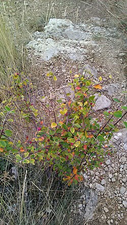Cotoneaster tauricus 52592888.jpg