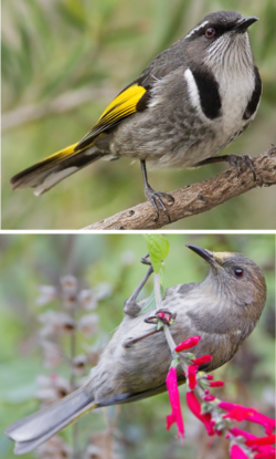 Crescent Honeyeater male and female.png