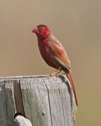 Crimson Finch (Neochmia phaeton) - Flickr - Lip Kee (2).jpg