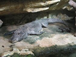 Crocodile nain aquarium porte dorée Paris.JPG