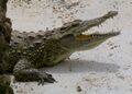Crocodylus - Crocodile - Krokodil - 02.jpg