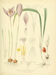 Hand painted lithograph of Crocus iridiflorus from 1886