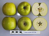 Cross section of Grimes Golden, National Fruit Collection (acc. 1921-089).jpg