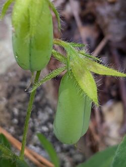 Crotalaria sagittalis pod.jpg