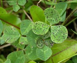 Cymadothea trifolii on White Clover Trifolium repens (27439522359).jpg