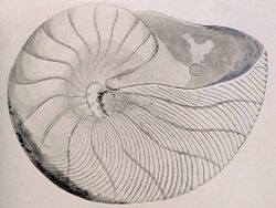 Cymatoceras elegans.jpg
