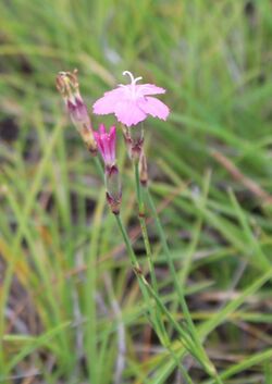 Dianthus basuticus - Eastern Cape 2 - Copy.jpg