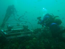 Divers inspecting a stereo BRUVS frame at Rheeder's ReefP2277076.JPG