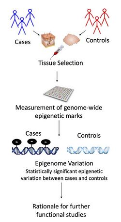 EWAS workflow.jpg