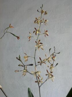 Encyclia candollei inflorescencia 1.jpg