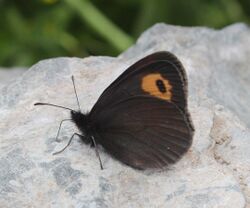 Erebia neriene niphonica.JPG