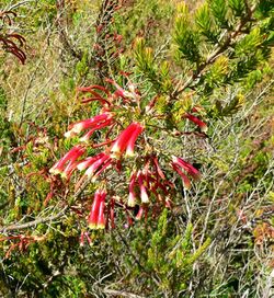 Erica versicolor 1.jpg